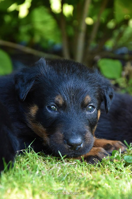 CHIOT 7 - COLLIER JAUNE