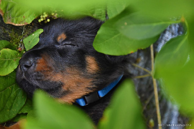 CHIOT 1 - COLLIER BLEU